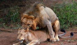 做爱过程视频,一次亲密接触的全程揭秘